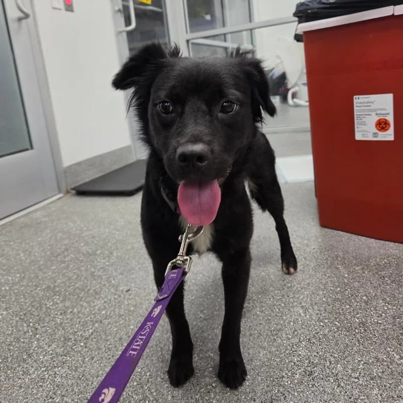A young small-sized female Black Border Collie dog named Dory for adoption in Lakeland, FL