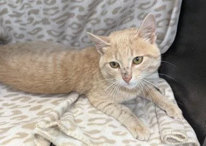An adult medium-sized male Domestic Short Hair cat named 7110 (Buff) for adoption in Lake City, MI