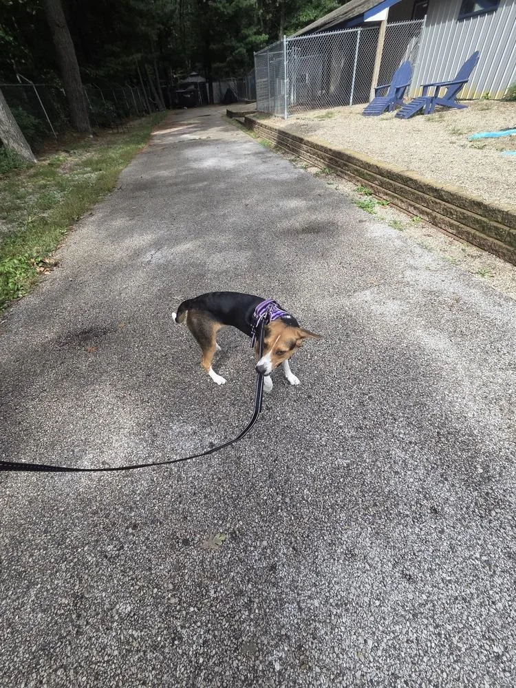 A baby medium-sized female Beagle dog named Izzie for adoption in Muskegon, MI