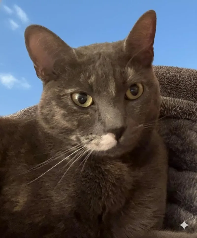 A young medium-sized female Domestic Short Hair cat named Gracie for adoption in San Pedro, CA