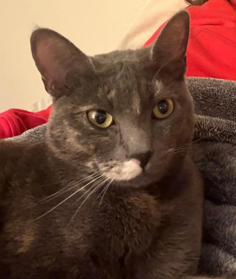 Gracie thumbnail 2