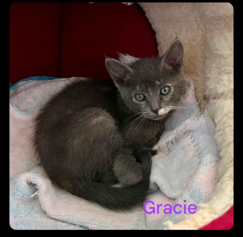 Gracie thumbnail 3
