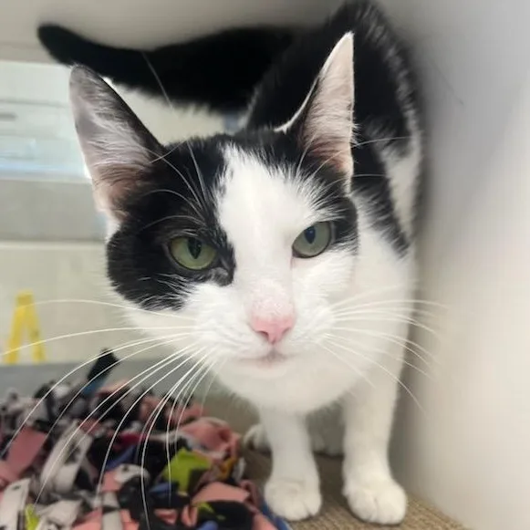 A young medium-sized female Black Domestic Short Hair cat named Babytron for adoption in Manassas, VA