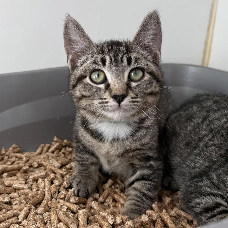 A baby small-sized female Brown / Chocolate Domestic Short Hair cat named Peony for adoption in Oakland, CA