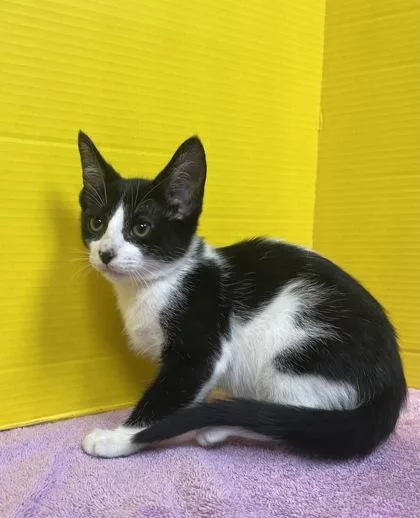 A baby small-sized male Domestic Short Hair cat named Garrison for adoption in Houston, TX
