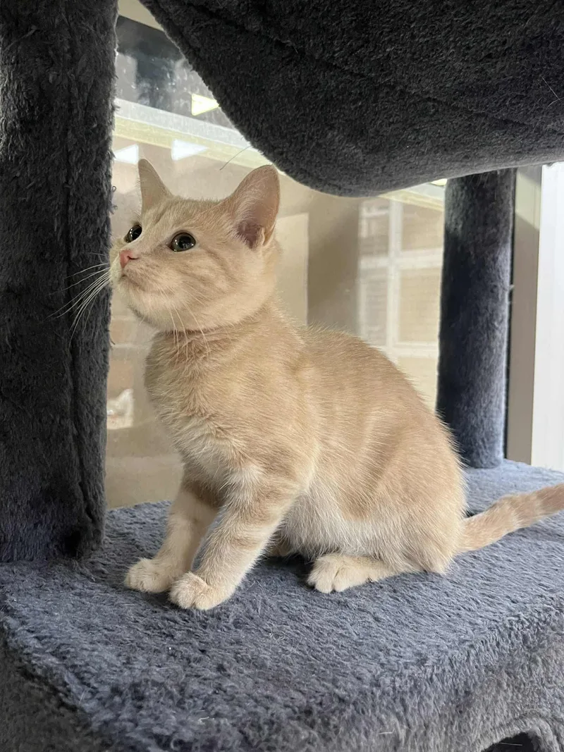 Lady Marmalade thumbnail 2