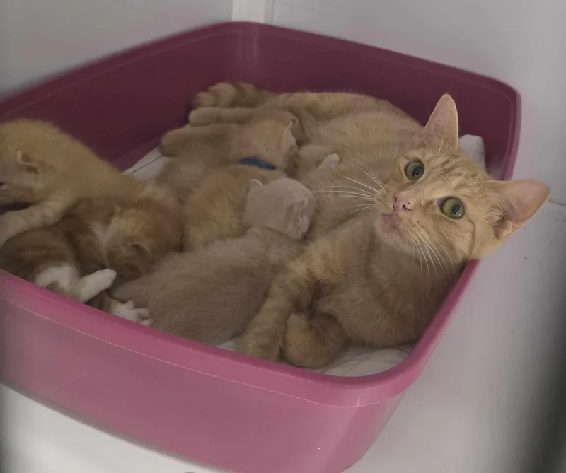 Lady Marmalade thumbnail 4