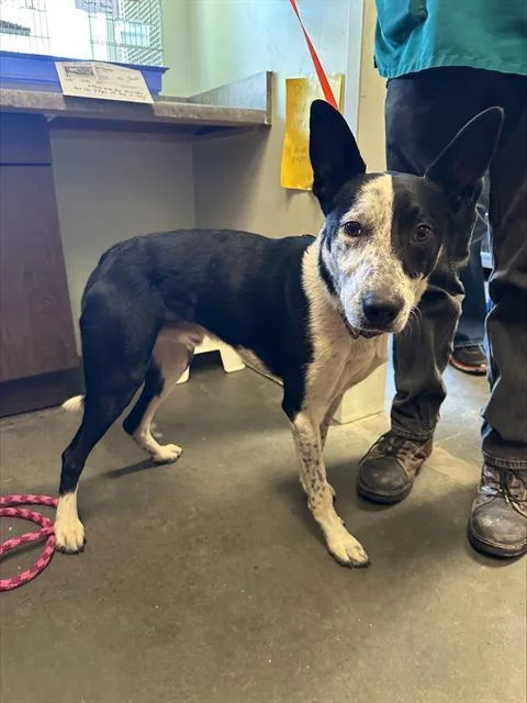 A young medium-sized male Border Collie dog named Rosco for adoption in Santa Cruz, CA