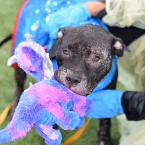 A young medium-sized male Mixed Breed dog named Bishop for adoption in Medford, NY