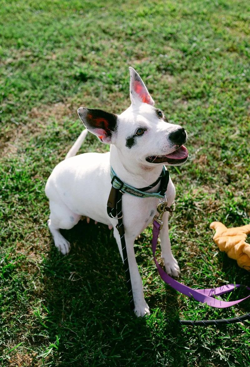 A young medium-sized female White / Cream Bull Terrier dog named Harlow loves to play for adoption in Metairie, LA