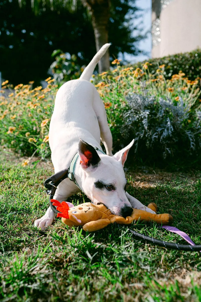 Harlow loves to play thumbnail 2