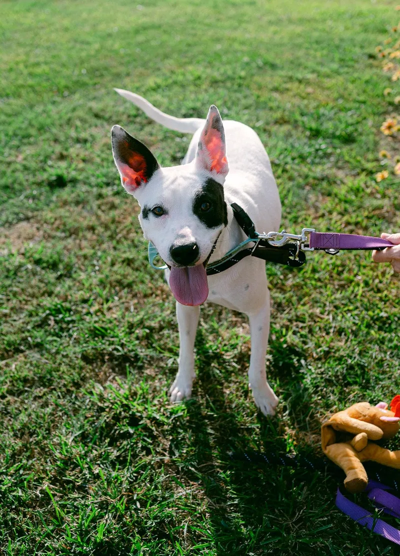 Harlow loves to play thumbnail 3