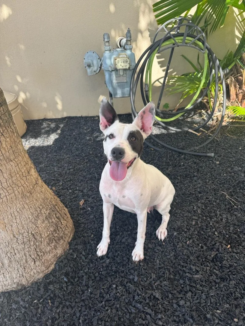 Harlow loves to play thumbnail 4