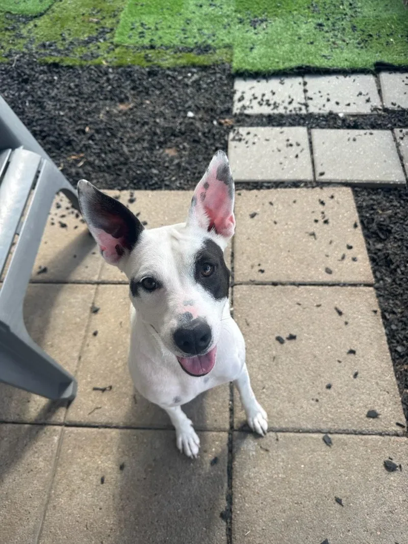 Harlow loves to play thumbnail 5