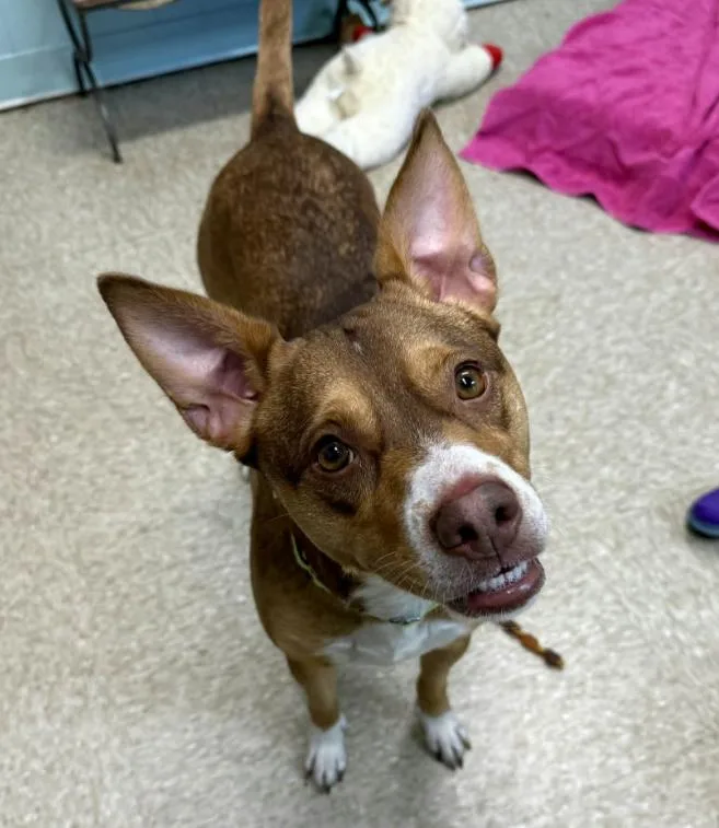 An adult medium-sized female Mixed Breed dog named Marnie for adoption in Brookhaven, NY