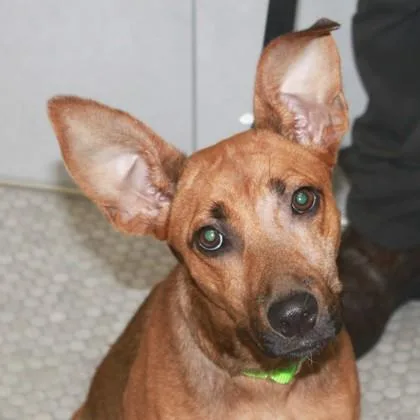 A baby medium-sized female Mixed Breed dog named Nashlee for adoption in Elk Grove Village, IL