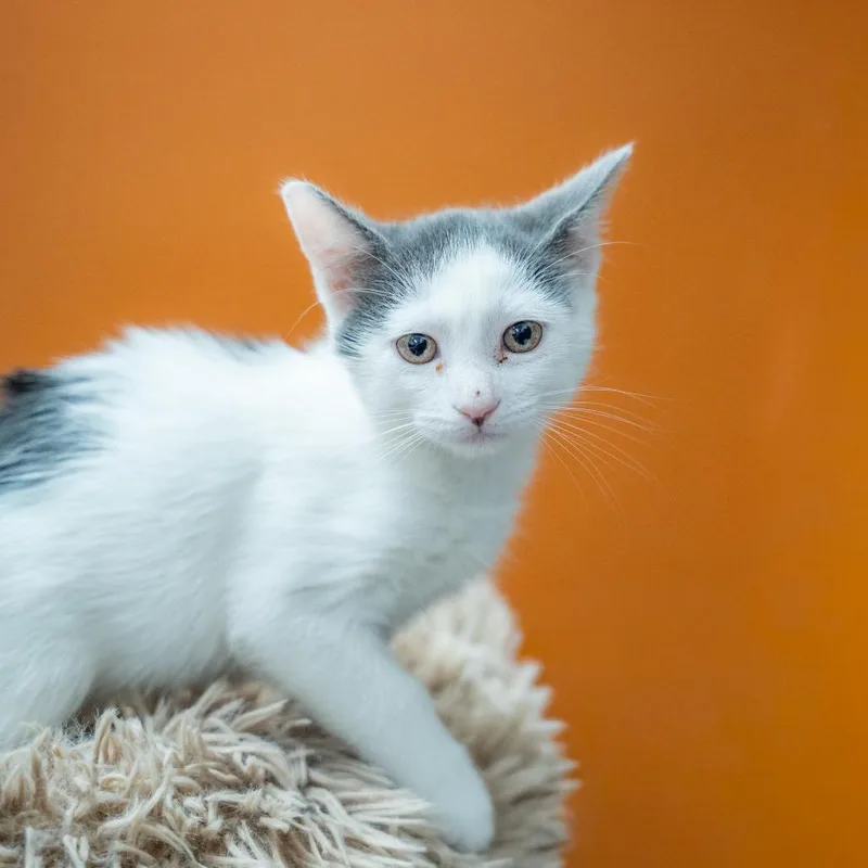 A baby small-sized male Domestic Short Hair cat named Finley for adoption in Gainesville, GA