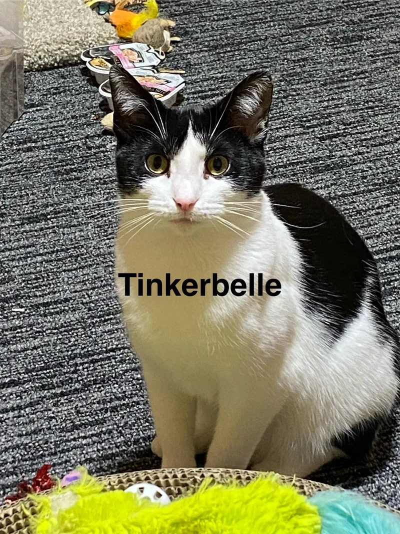 Tinkerbelle
