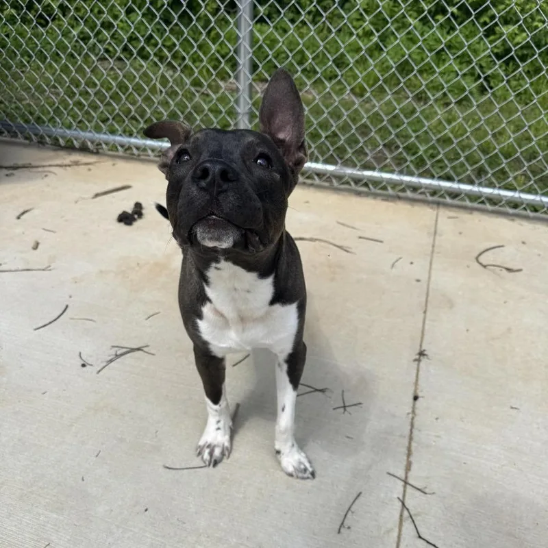 A young medium-sized male Black Mixed Breed dog named Slinky for adoption in Edwardsville, IL