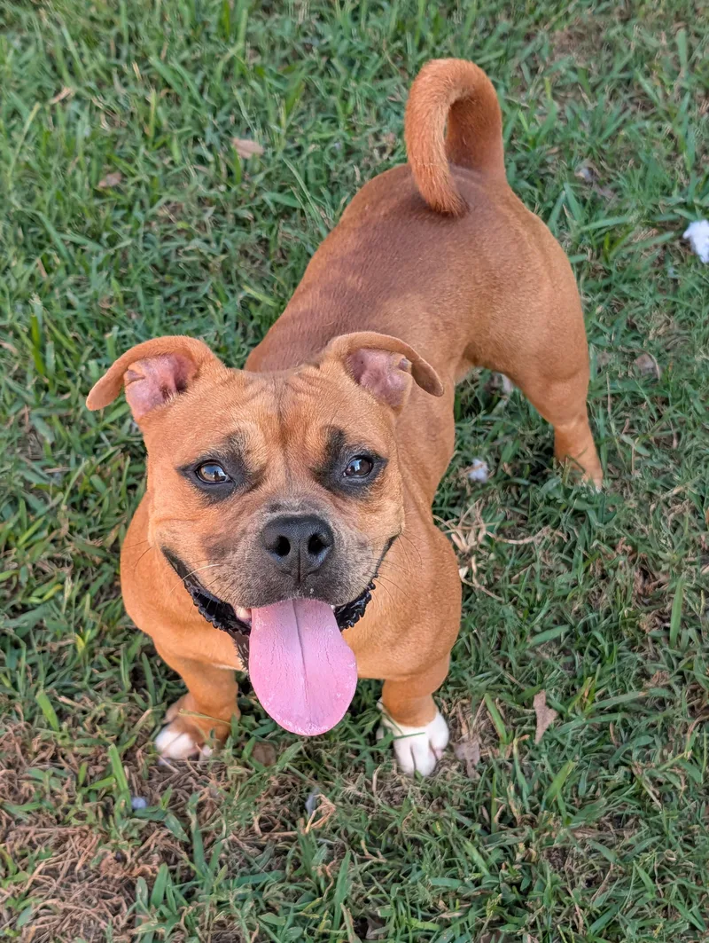 An adult medium-sized female Red / Chestnut / Orange American Bully dog named Rose for adoption in Baton Rouge, LA
