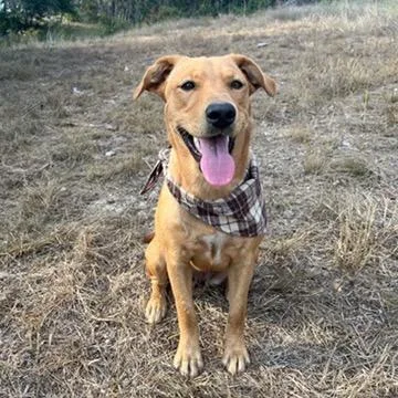 An adult small-sized female Golden Labrador Retriever dog named Goldie for adoption in Waco, TX