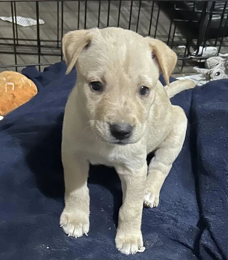 A baby medium-sized male Golden Shepherd dog named Golden Boy for adoption in Georgetown, TX