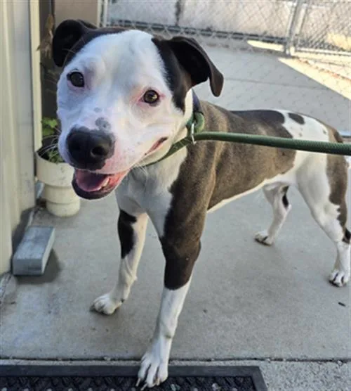 A young large-sized male Pit Bull Terrier dog named Joker for adoption in Lincolnton, NC
