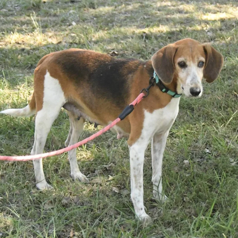 A senior medium-sized female Brown / Chocolate Treeing Walker Coonhound dog named Thursday for adoption in Natchez, MS