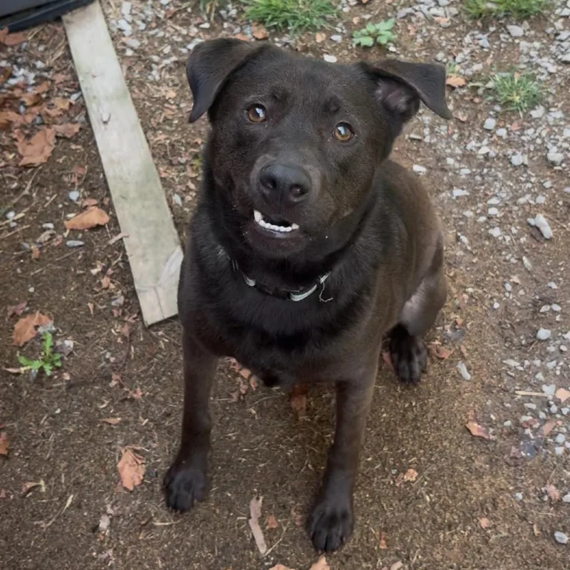 An adult medium-sized male Black Labrador Retriever dog named Obi wan for adoption in Fairmont, WV