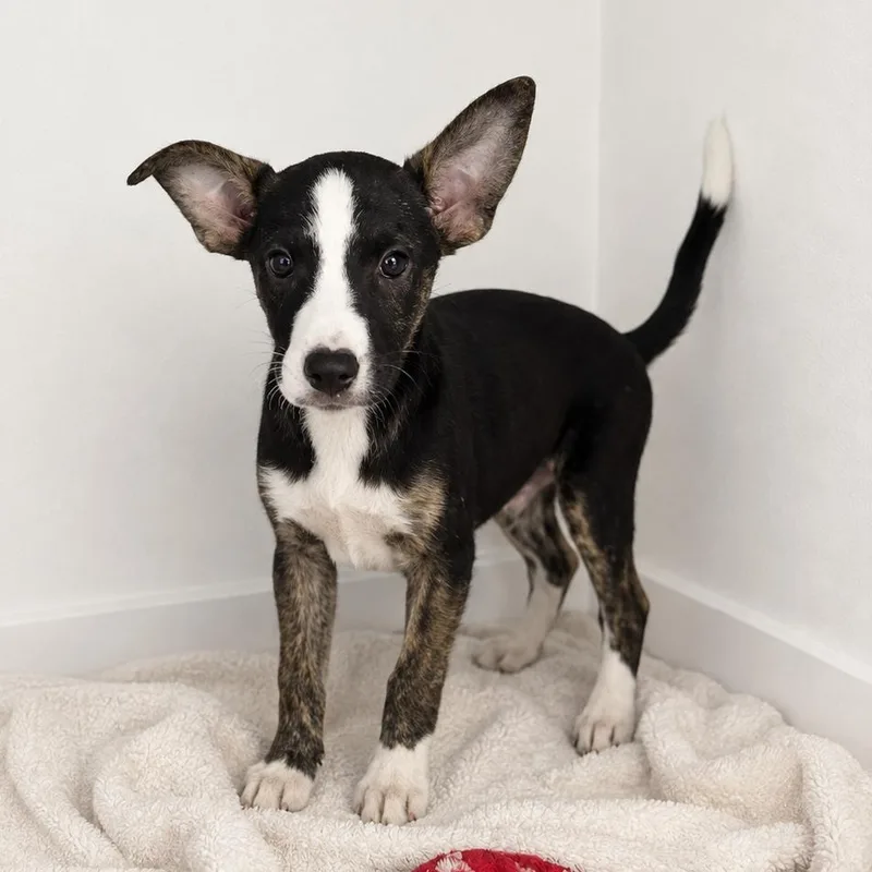 A baby small-sized male Black Mixed Breed dog named Country Sound for adoption in Fredericksburg, VA