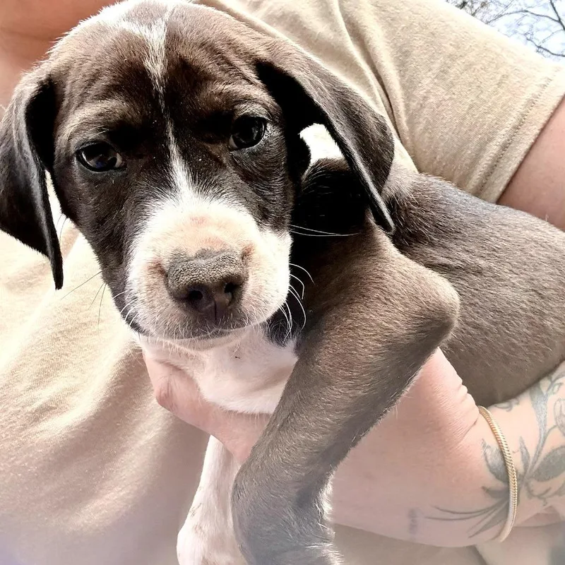 Alpharetta  Oakley thumbnail 2