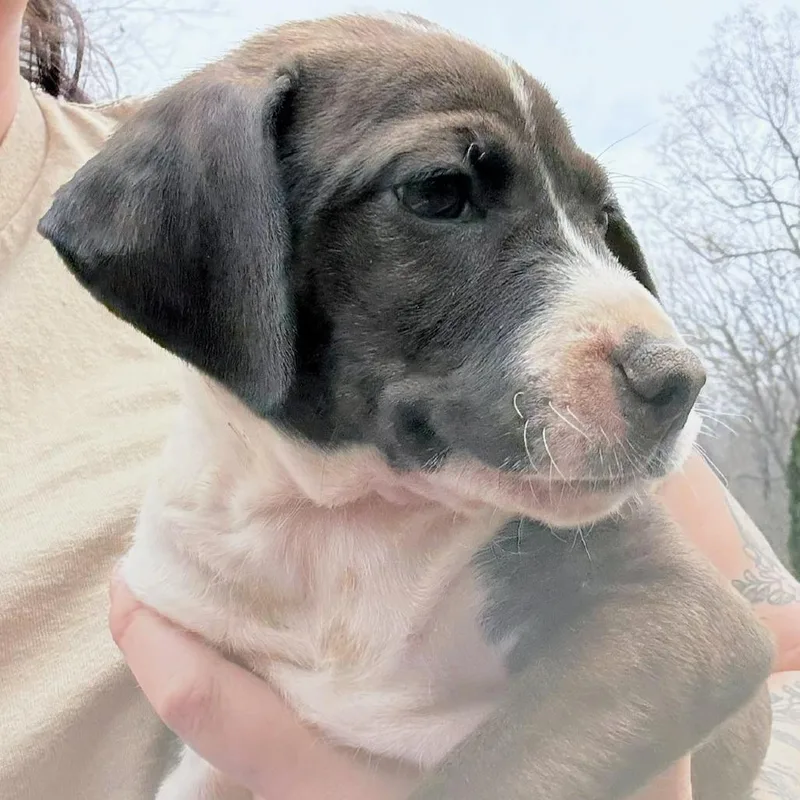 Alpharetta  Oakley thumbnail 3