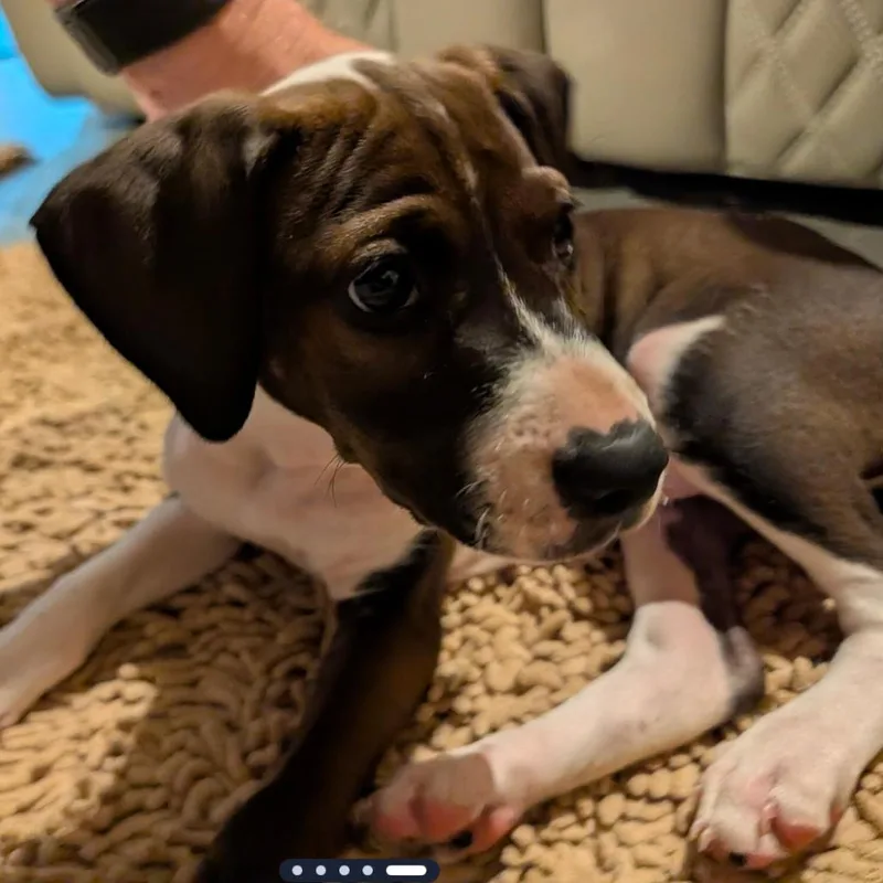 Alpharetta  Oakley thumbnail 4