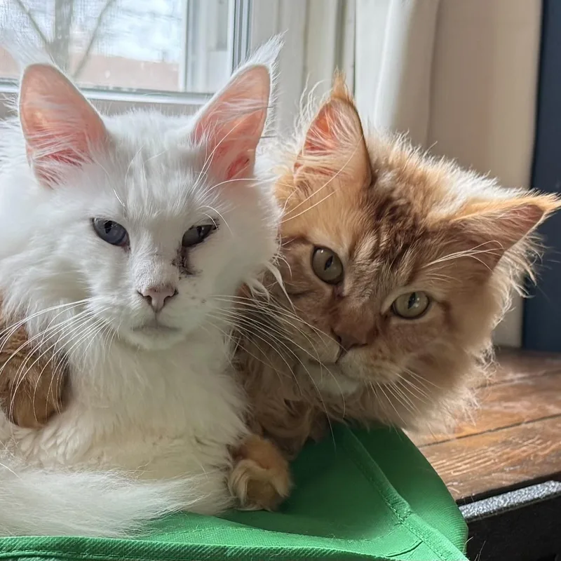 An adult large-sized male Tabby (Orange / Red) Maine Coon cat named Willie & Lucky for adoption in Stoughton, WI