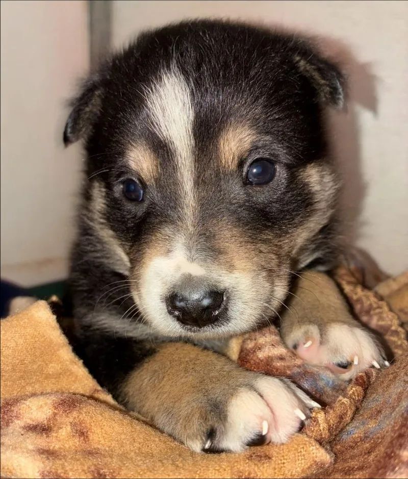 A baby medium-sized male Australian Shepherd dog named McCauley for adoption in Thompson Falls, MT