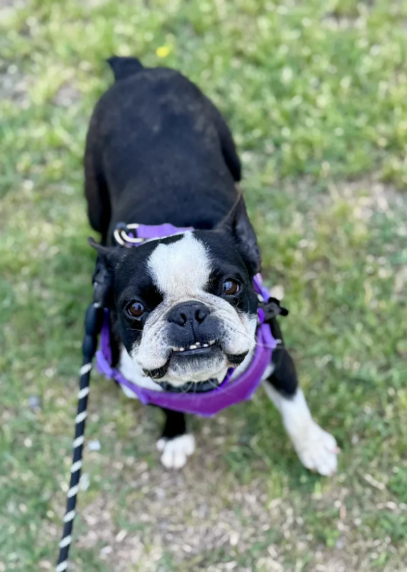 An adult medium-sized female Boston Terrier dog named Vicky for adoption in Muskogee, OK
