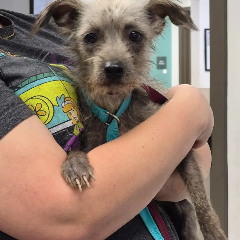 An adult small-sized female Gray / Blue / Silver Terrier dog named Dryer Lint for adoption in Cleveland, MS