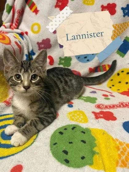 Lannister