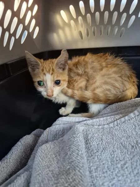 A baby small-sized male Domestic Short Hair cat named If for adoption in Lawrenceville, GA
