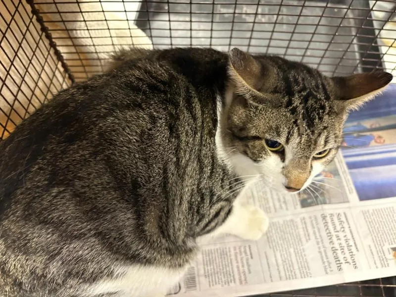 A young small-sized male Domestic Short Hair cat named Buddy for adoption in Chatsworth, CA