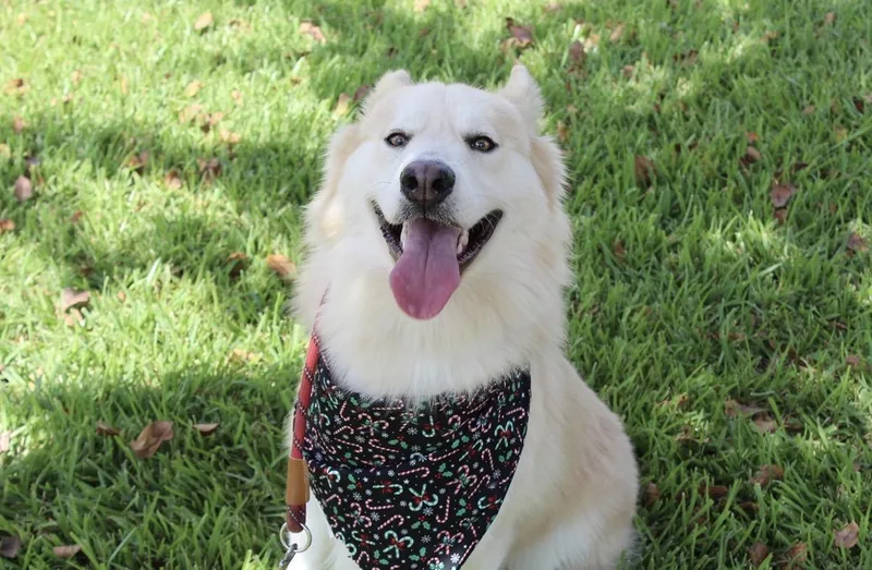 A young medium-sized male White / Cream Husky dog named Yukon for adoption in Houston, TX