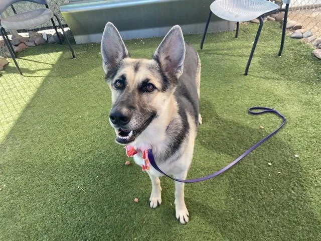 A young small-sized female German Shepherd Dog dog named Minnie for adoption in Phoenix, AZ