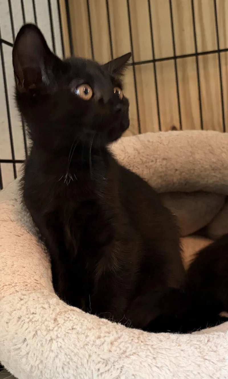 Pepper thumbnail 3