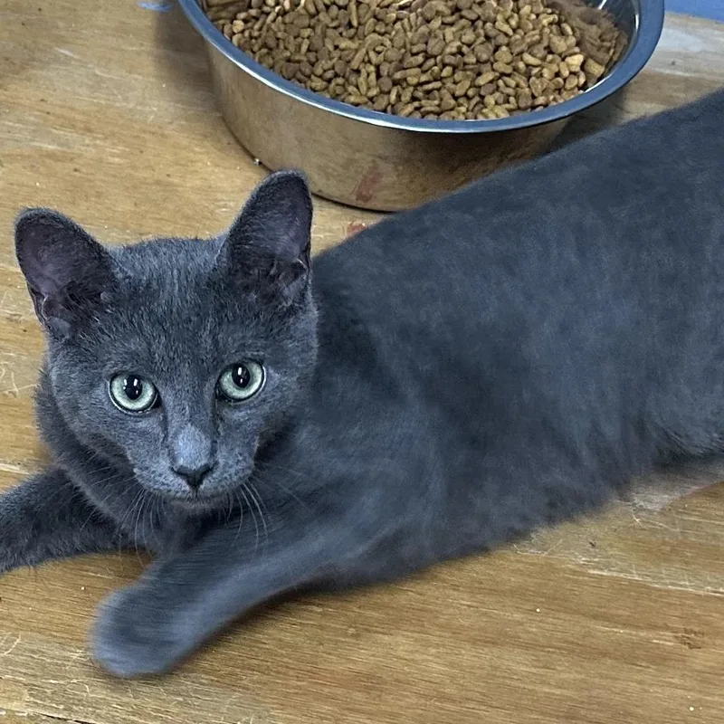 A baby small-sized male Gray / Blue / Silver Domestic Short Hair cat named Sodapop for adoption in Opelika, AL