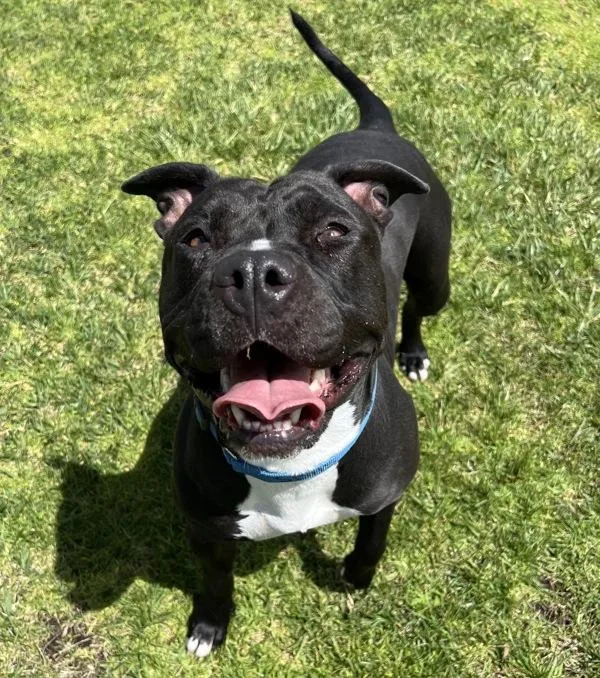 An adult extra large-sized female Pit Bull Terrier dog named Arrya for adoption in El Cajon, CA