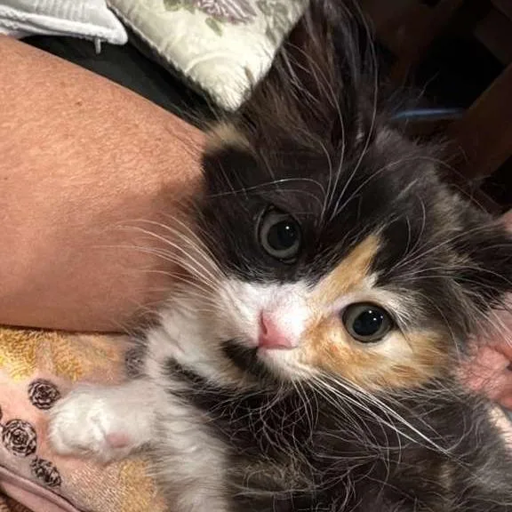 A baby small-sized female Calico Domestic Medium Hair cat named Sparc for adoption in Long Beach, CA