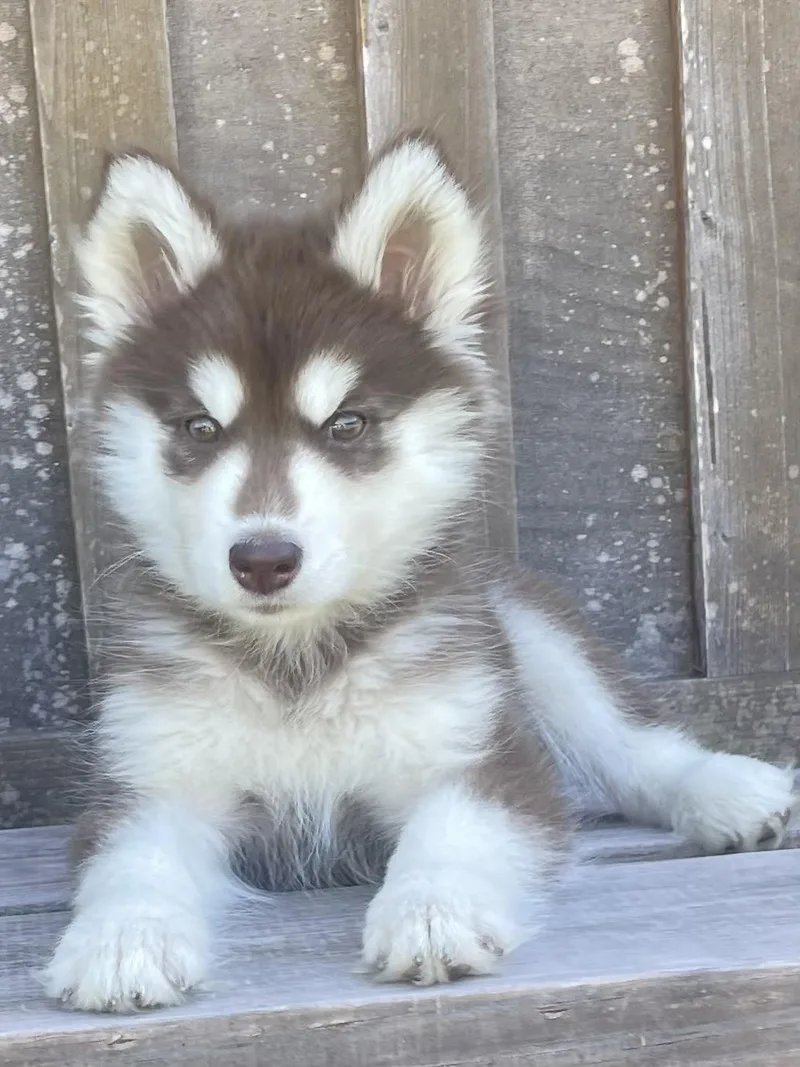 A baby medium-sized female Husky dog named Sina for adoption in Sumter, SC