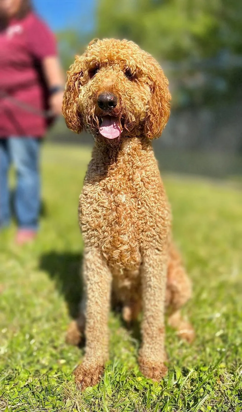 A young medium-sized male Golden Goldendoodle dog named Cletus for adoption in Wheelersburg, OH