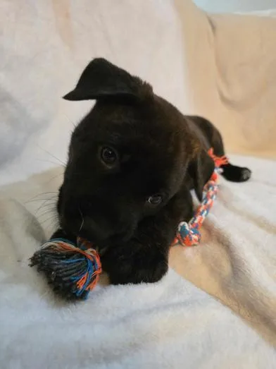 A baby medium-sized male Black Dutch Shepherd dog named Stellar for adoption in Liverpool, TX