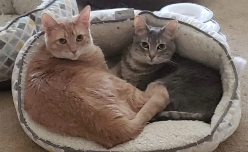 Winchester thumbnail 3